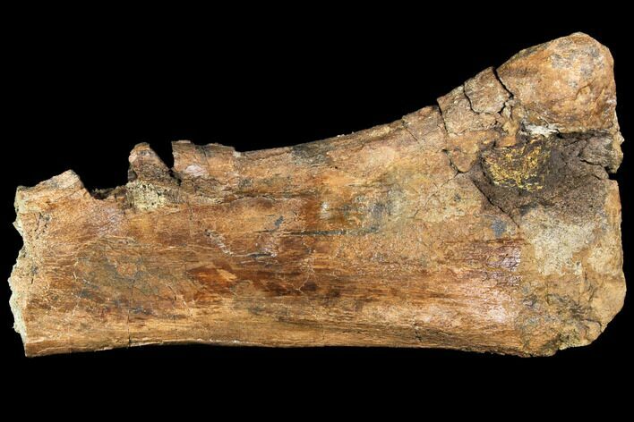 Hadrosaur (Edmontosaurus) Tibia Section - South Dakota #113635
